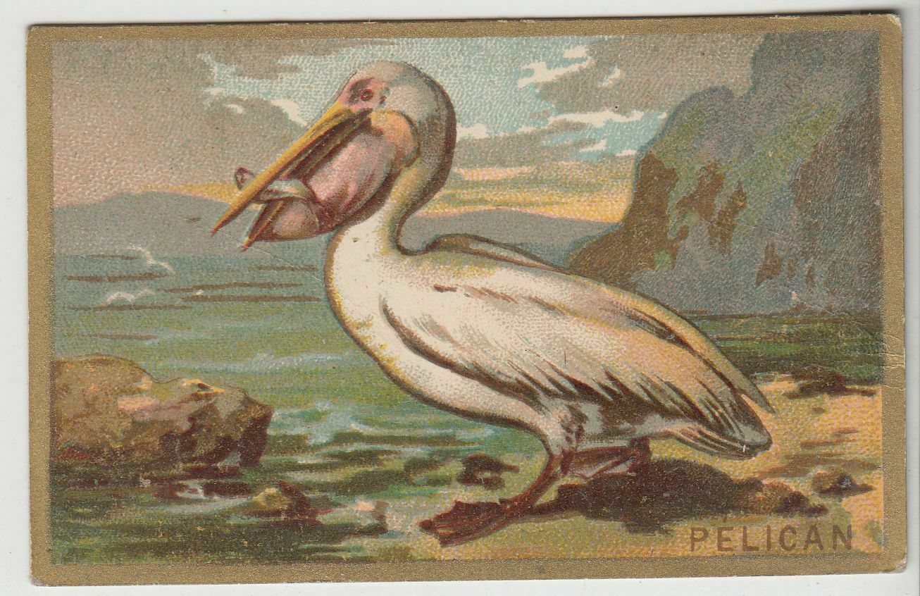 Pelican Bird French Vintage Ad Trading Card