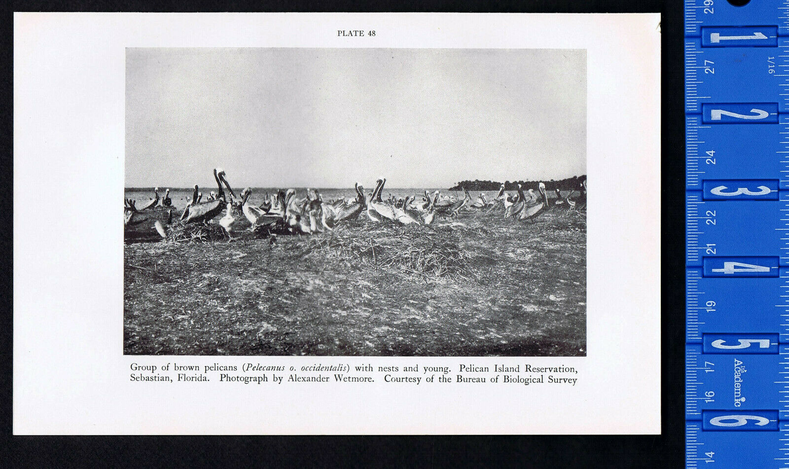 Brown Pelicans with Nests and Young & Brown Thrasher -1934 Print